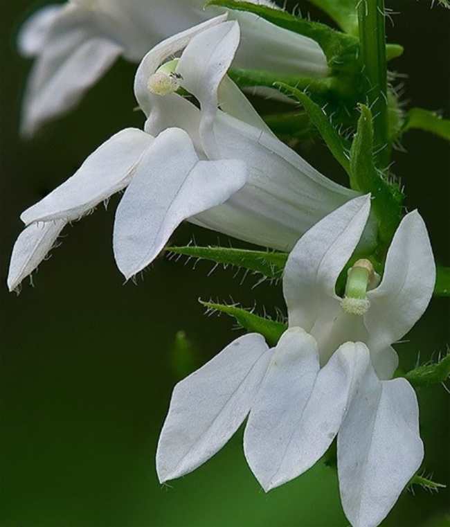 Lobeelia suur Alba